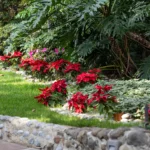 The Chritmas Planners - Decoración Navideña en México